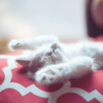 Achieve emotional balance and peace with EFT therapy.